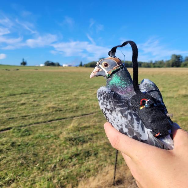 Brieftaube mit Kamera-Helm und Raspberry-Pi-Rucksack.