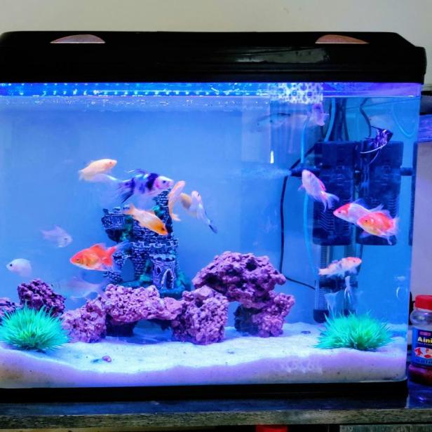 Aquarium