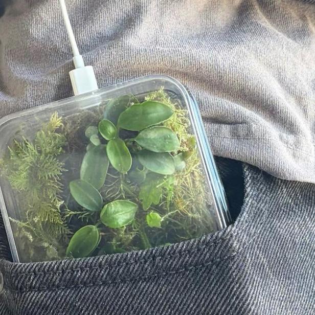 Handyhülle mit lebendigen Pflanzen