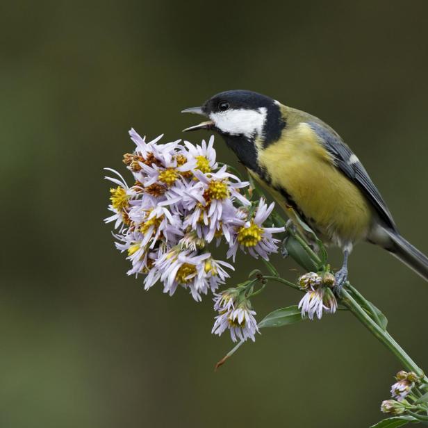 Vogel auf Blue