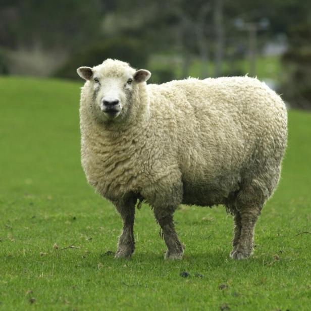 Schafwolle als Dünger