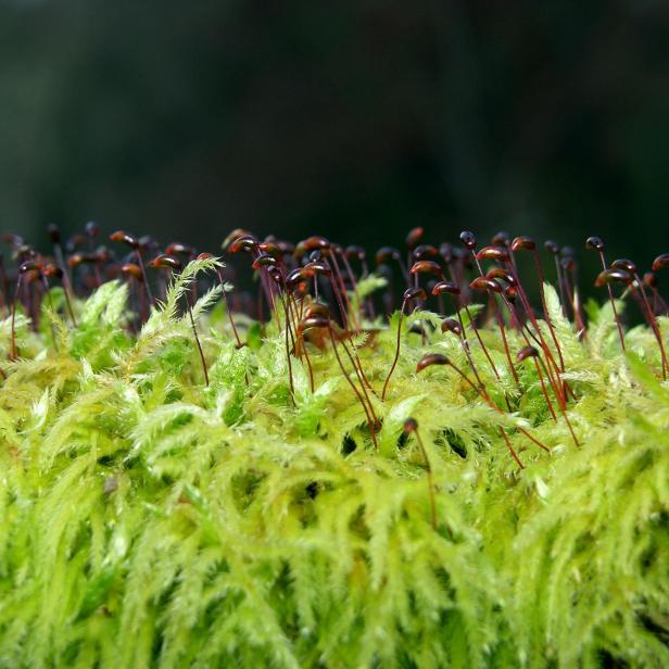 Grünes Moos mit dünnen roten Sporenträgern.