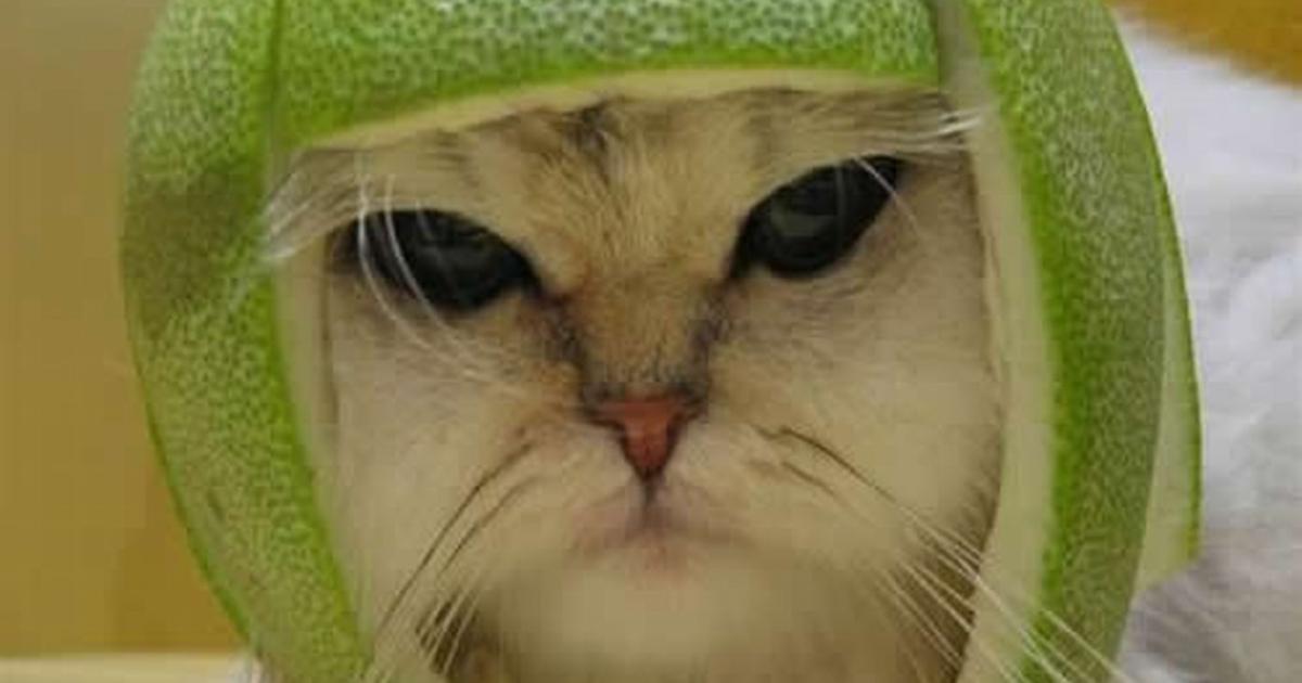 Cat Eating Melon Meme
