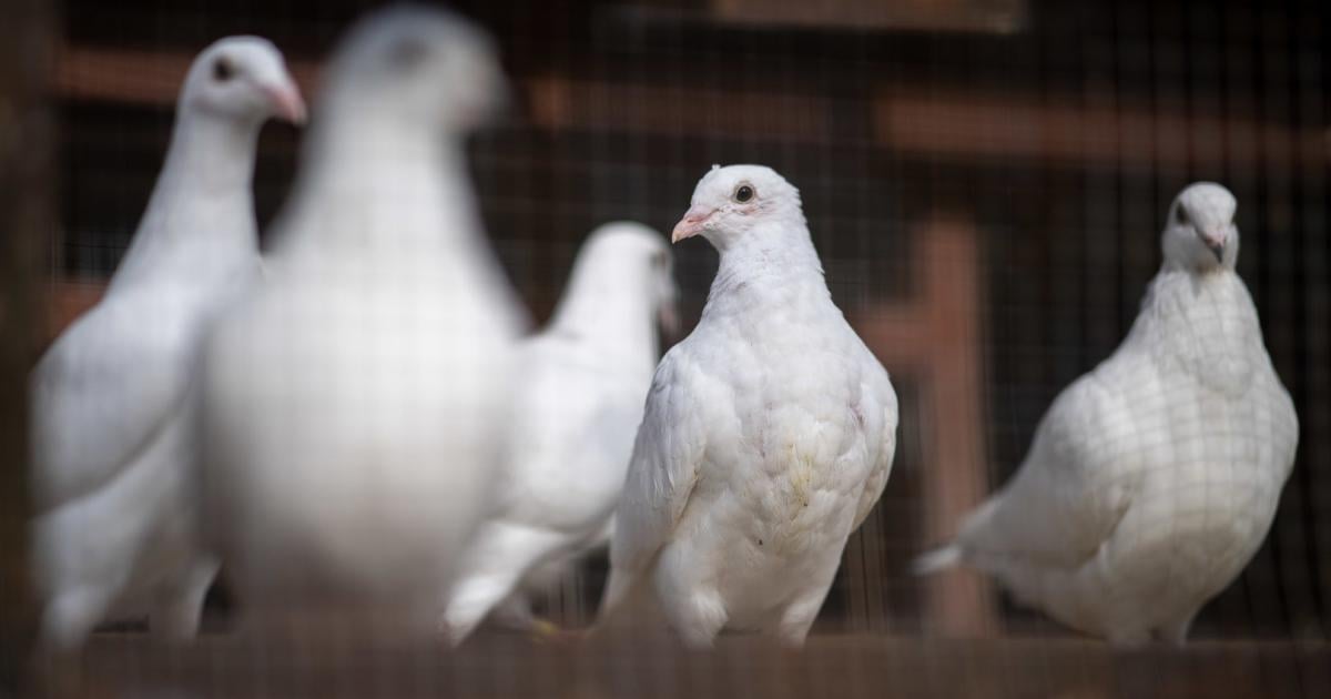 Which is faster: carrier pigeons or the Internet?