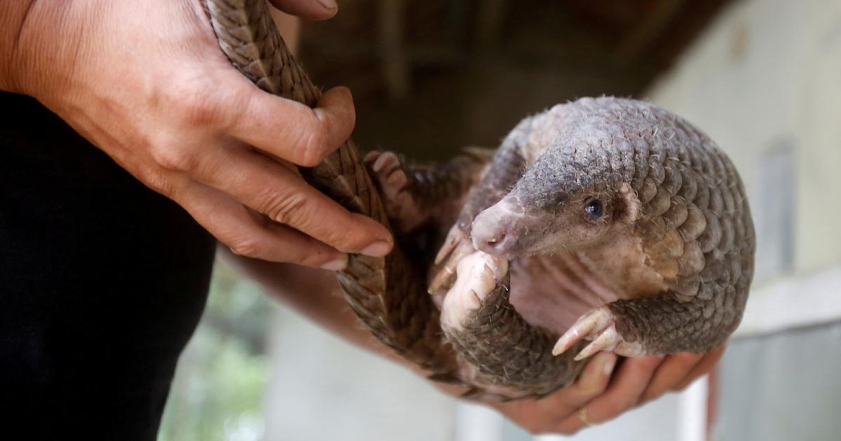 Wie-auf-Tiktok-Fleisch-von-gef-hrdeten-Tieren-gehandelt-wird
