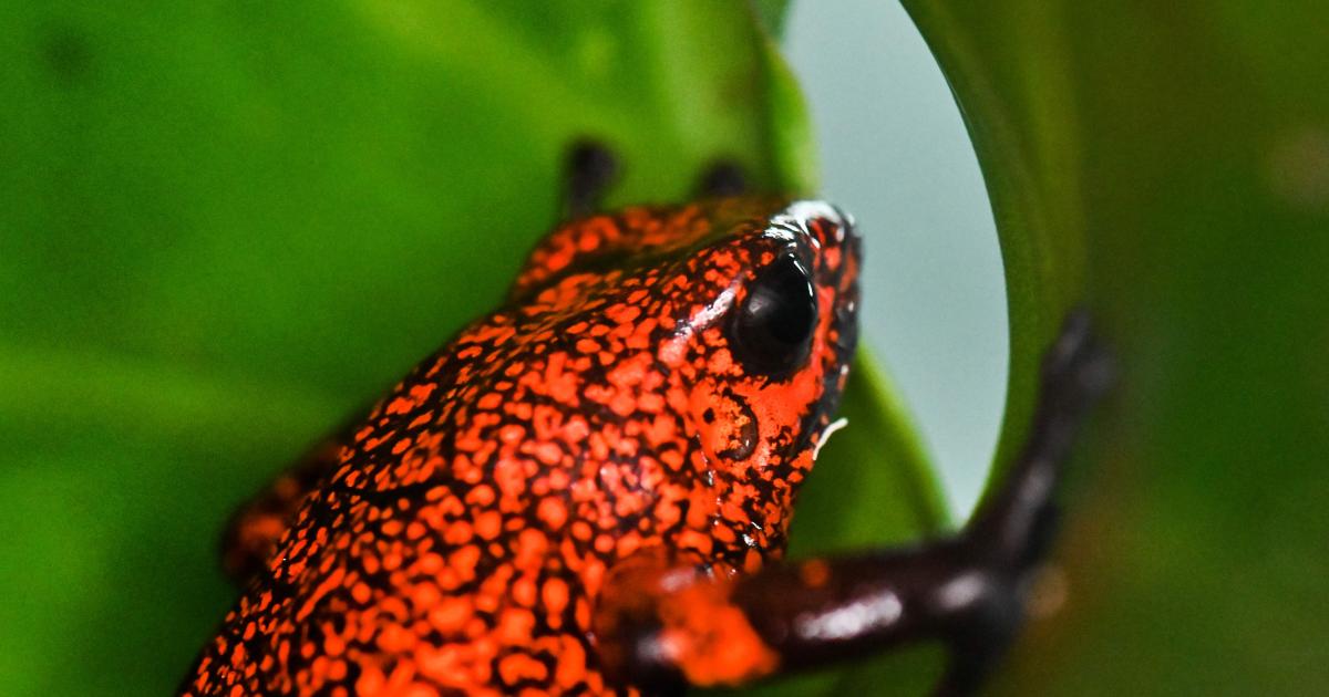 Wie Viele Tierarten Sterben Pro Tag Aus futurezone.at