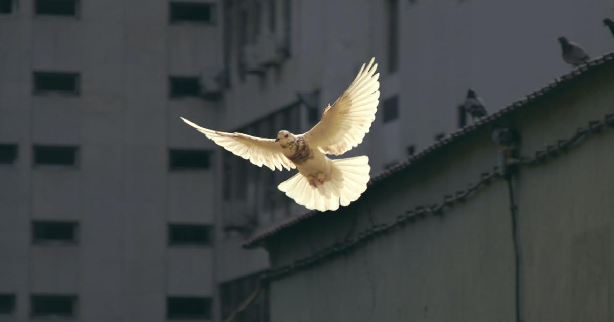Roost-Social-Brieftauben-statt-WhatsApp