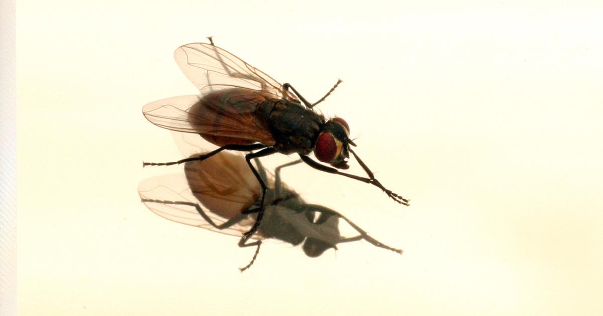 Naukowcy hakują mózgi much i zdalnie je kontrolują