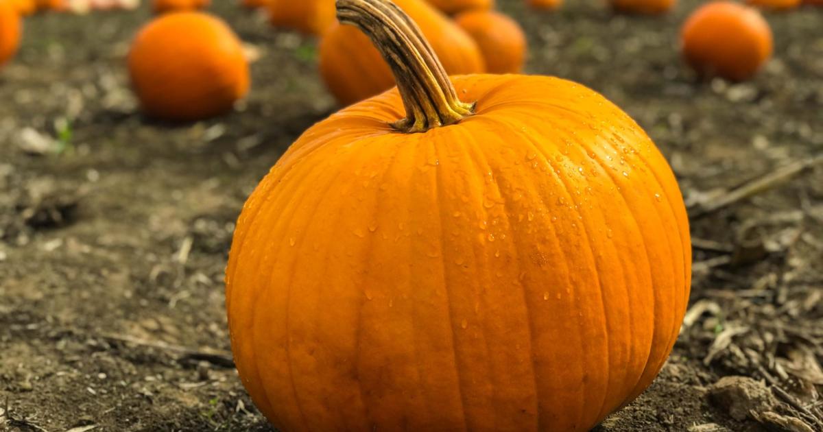 Why is Microsoft paying $76 million for a pumpkin farm?