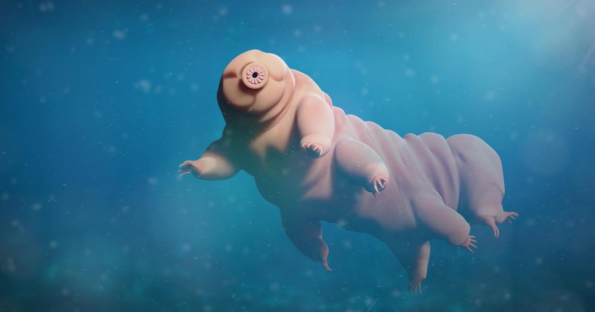 This is what happens when you put tardigrade proteins into human cells