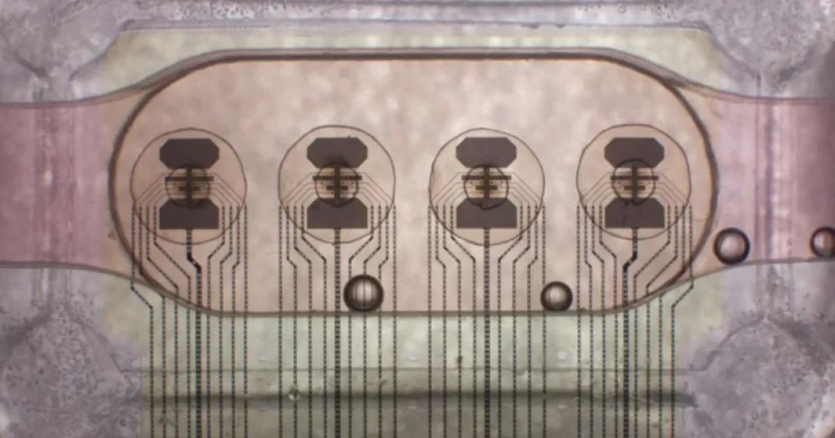 The first “bioprocessor” made from human brain cells