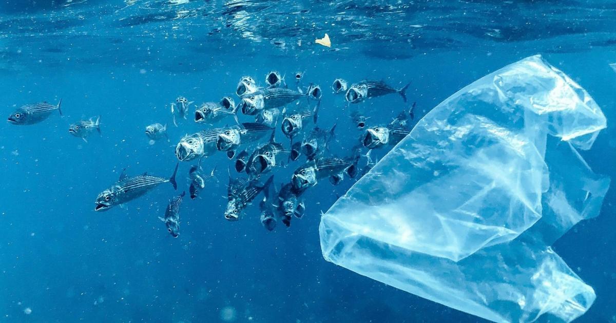 Wachsw-rmer-fressen-Plastik-und-machen-daraus-K-rperfett