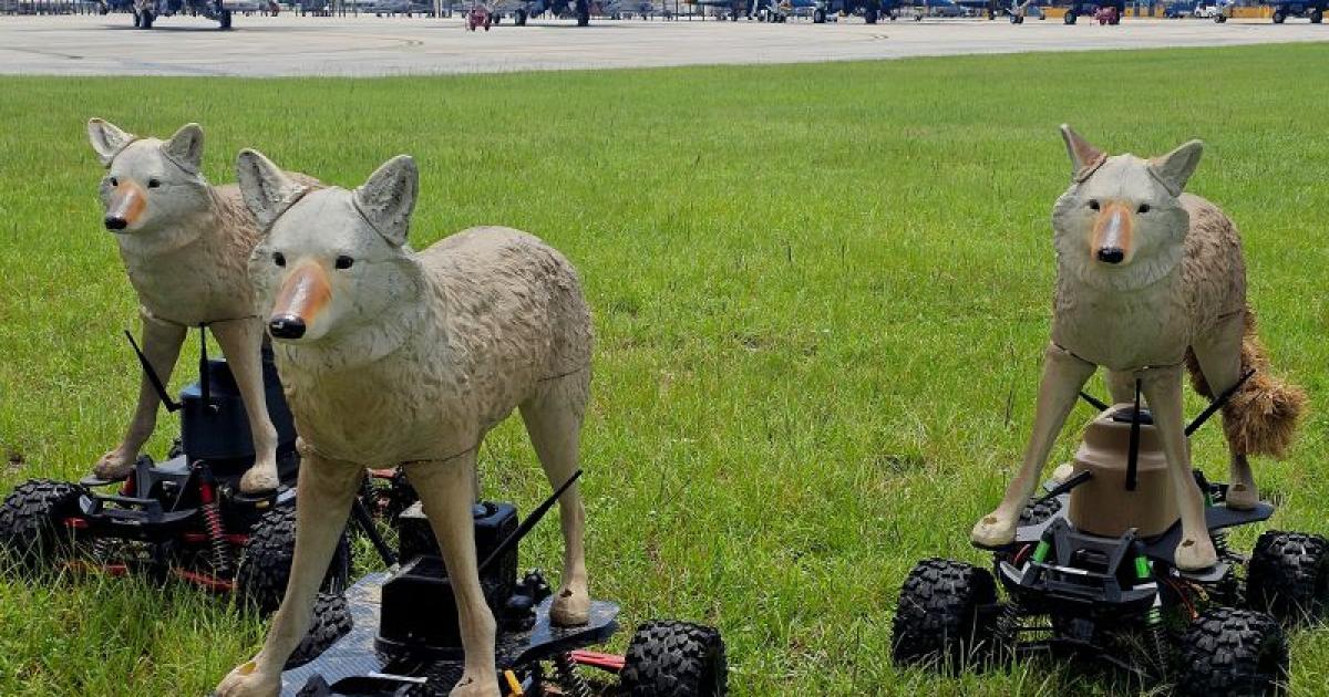US-Armee-besch-tzt-Flugh-fen-mit-Roboter-Kojoten-auf-R-dern