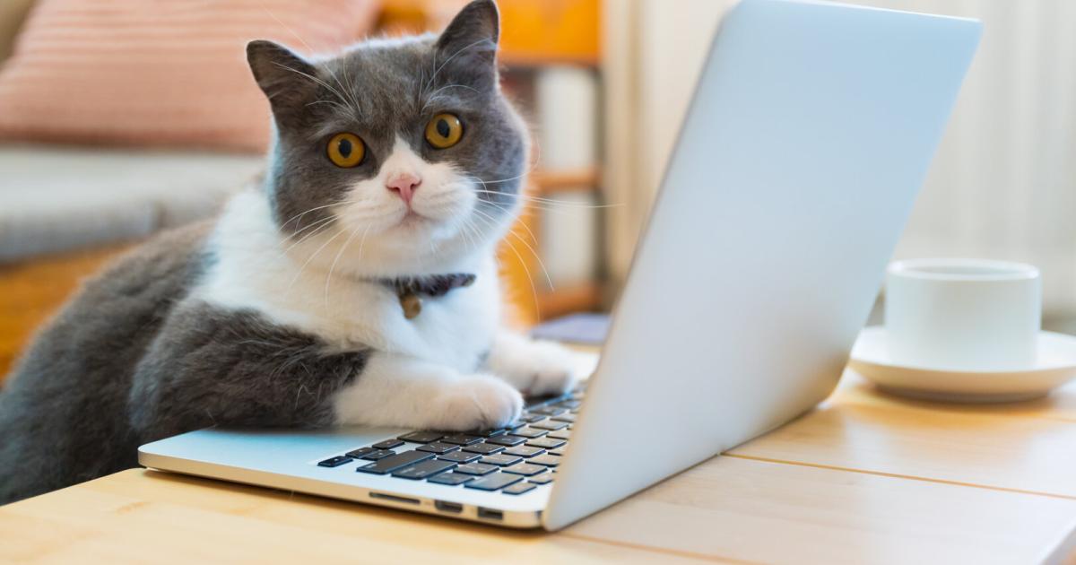 Forscher-erschaffen-das-kleinste-Katzenvideo-der-Welt