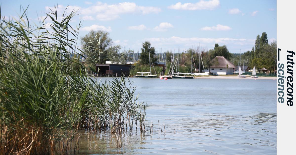Wie-ungenutztes-Schilf-zum-nachhaltigen-Torf-Ersatz-wird