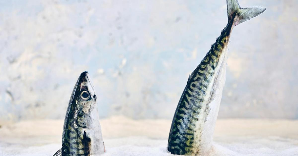 Frischluft-f-r-die-Fischzucht-So-atmen-sich-Fische-fit-und-fein