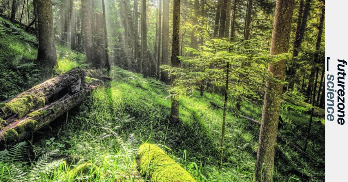 Wie-W-lder-wieder-aufatmen-k-nnen