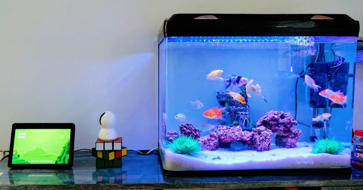 Warum-Spiegel-und-das-Aquarium-schlecht-f-r-den-WLAN-Empfang-sind
