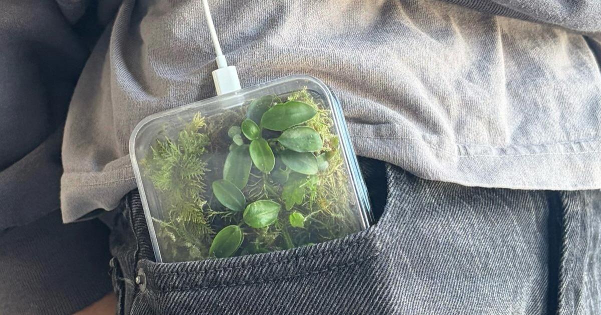 Diese-Handyh-lle-ist-ein-lebendiges-Terrarium