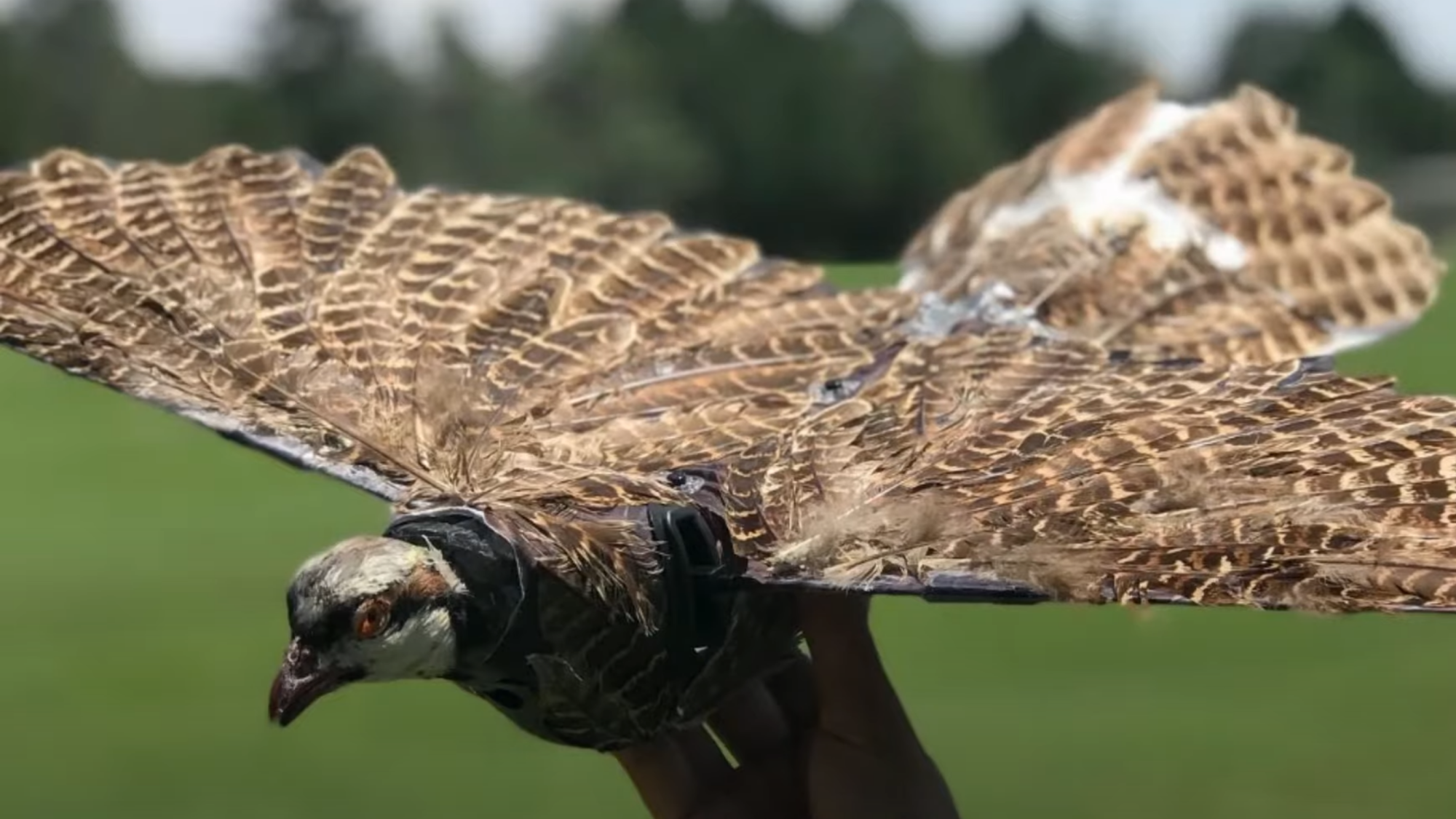 Zombie-Drohne aus toten Vögeln könnte für Militär spionieren thumbnail