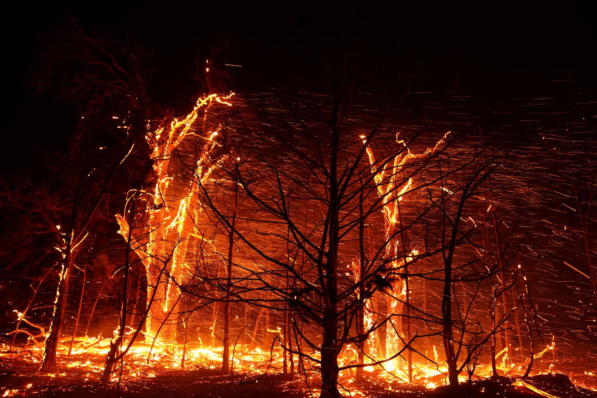 Google startet ersten Waldbrand-Satelliten